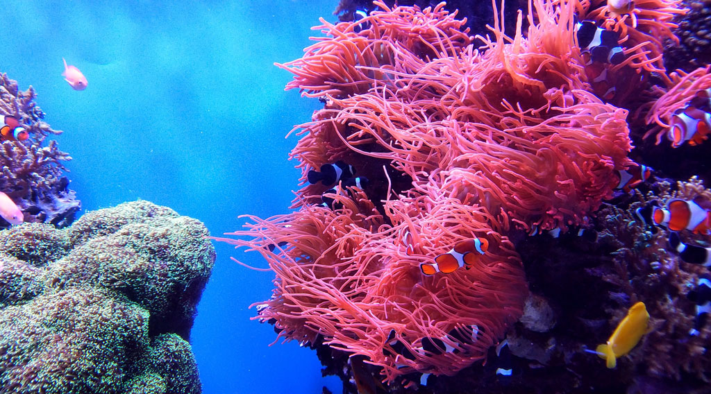 La barriera corallina, un'affascinante ecosistema